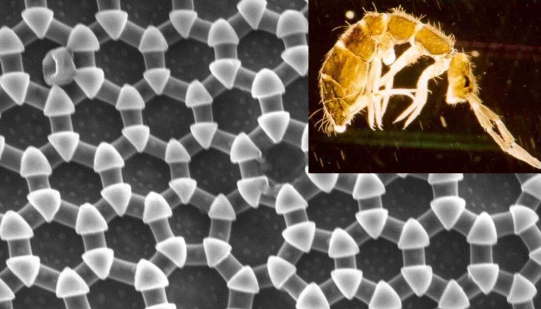 Springtails inspire nanomaterials research. (Photo: Håkon Gundersen, NTNU/ U. Burkhardt, Wikimedia Commons) Springtails inspire nanomaterials research. (Photo: Håkon Gundersen, NTNU/ U. Burkhardt, Wikimedia Commons)