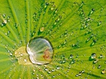 Nature has evolved fabulous self-cleansing surfaces time and again. The lotus flower, for instance, has highly repellant, anti-wetting surfaces. (Photo: Colourbox)
Nature has evolved fabulous self-cleansing surfaces time and again. The lotus flower, for instance, has highly repellant, anti-wetting surfaces. (Photo: Colourbox)