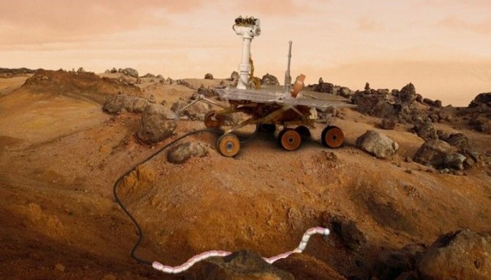 The researchers envisage using the rover to navigate over large distances, after which the snake robot can detach itself and crawl into tight, inaccessible areas. (Illustration: SINTEF ICT)