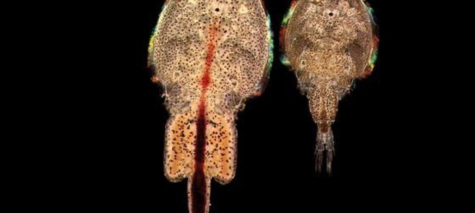 The lifecycle of the salmon louse has changed