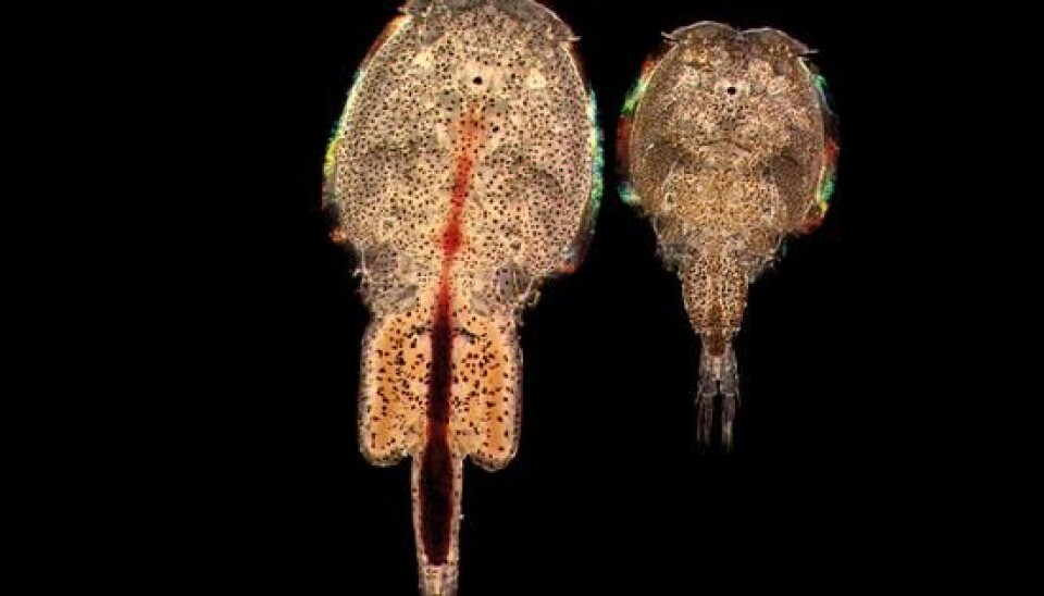 The salmon louse. (Photo: Institute of marine research)