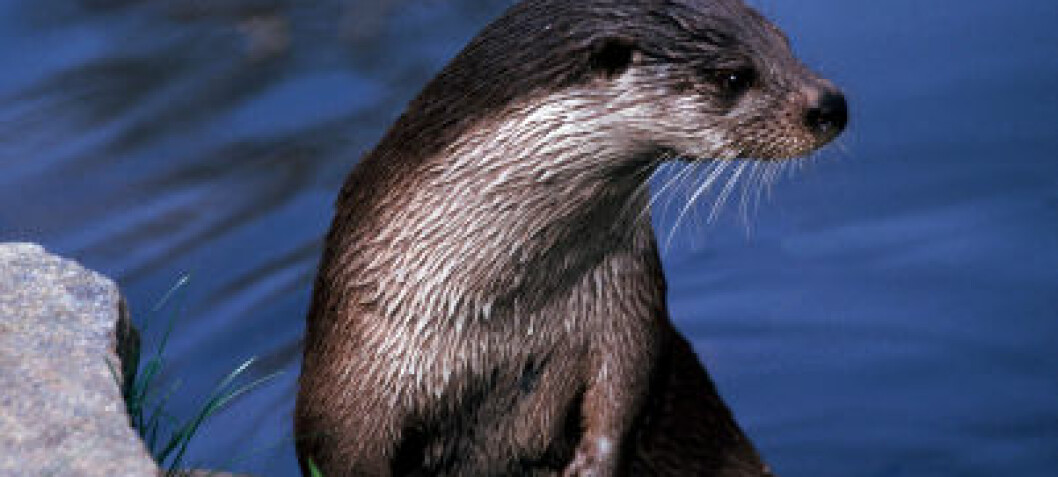 Scandinavian otters full of contaminants