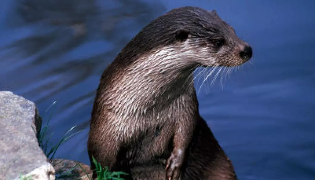 Levels of perfluorooctane sulfonate (PFOS) in Scandinavian otters are rising despite a ban on the compound. (Photo: iStockphoto.com)