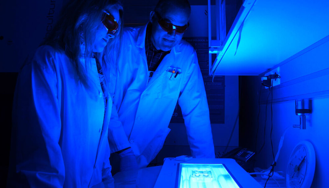 Monica Bostad and Pål Selbo study cancer cells in Petri dishes at the Centre for Research-based Innovation at the Norwegian Radium Hospital, part of Oslo University Hospital. (Photo: Arnfinn Christensen, forskning.no.) Monica Bostad and Pål Selbo study cancer cells in Petri dishes at the Centre for Research-based Innovation at the Norwegian Radium Hospital, part of Oslo University Hospital. (Photo: Arnfinn Christensen, forskning.no.)
