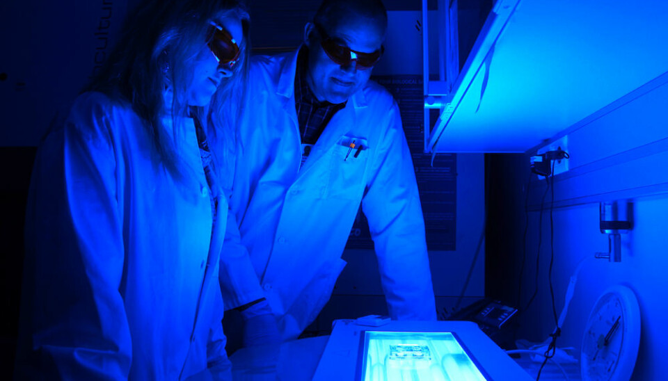 Monica Bostad and Pål Selbo study cancer cells in Petri dishes at the Centre for Research-based Innovation at the Norwegian Radium Hospital, part of Oslo University Hospital. (Photo: Arnfinn Christensen, forskning.no.)