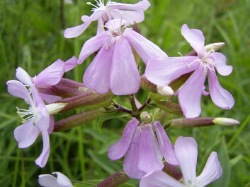 Garlic mustard (Saponaria officinalis). (Photo: TeunSpaans, Wikimedia Commons) Garlic mustard (Saponaria officinalis). (Photo: TeunSpaans, Wikimedia Commons)