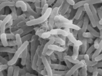 Cholera bacteria viewed through an electron microscope. (Photo: Wikimedia Commons)