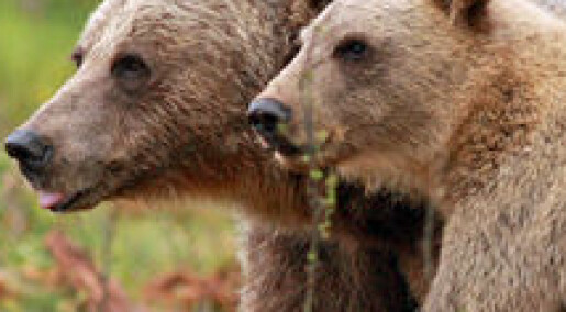 Solving the mystery of bear cub killings