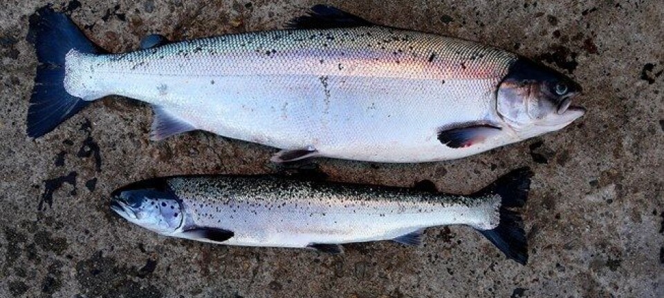 Coastal streams spread virus between farmed fish