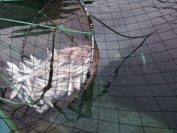 Tissue particles, fat droplets and salmon that fall out of the hand net. (Photo: Stein Erich Solevåg) Tissue particles, fat droplets and salmon that fall out of the hand net. (Photo: Stein Erich Solevåg)