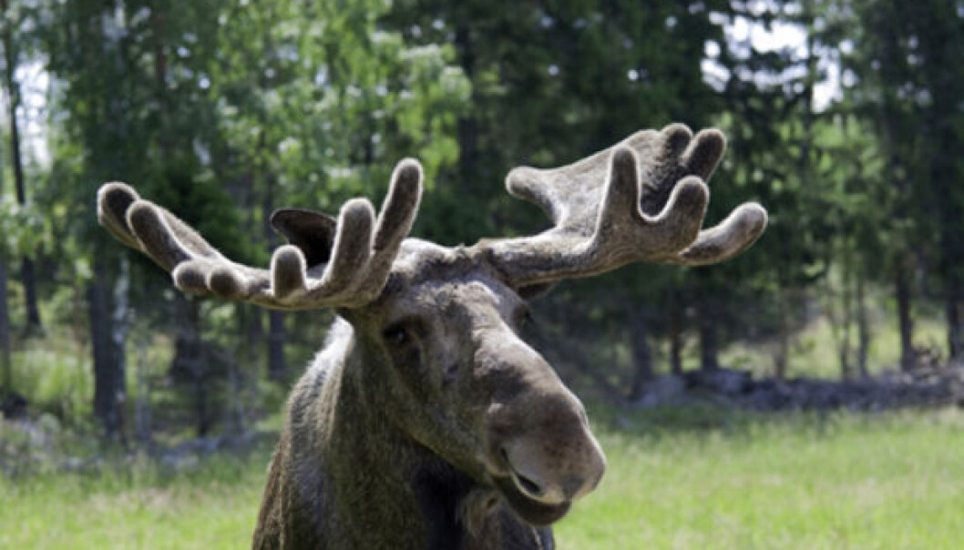 Moose have filled in the niche left by cows in recent decades as the major browser in the outfields of Norwegian farms. (Photo: Colourbox) Moose have filled in the niche left by cows in recent decades as the major browser in the outfields of Norwegian farms. (Photo: Colourbox)