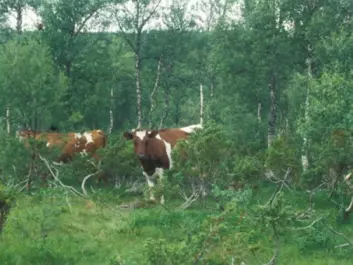 A rare sight: Cows browsing in the outfields, in this case in Budal in Sør-Trøndelag. (Photo: Gunnar Austrheim)