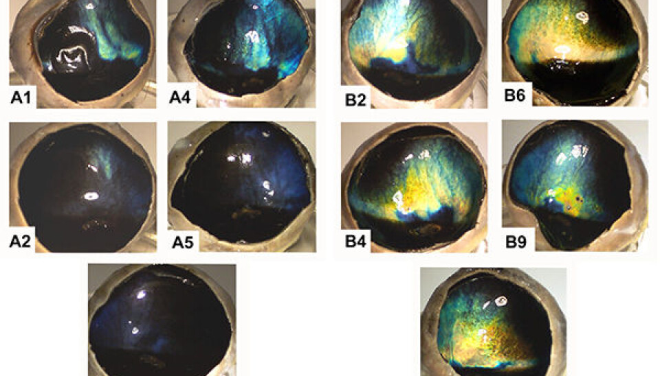 Colour Differences: There is a distinct difference in eye colour in reindeer eyes collected in winter and summer. Winter eyes are deep blue. (Photo: Karl-Arne Stokkan)
