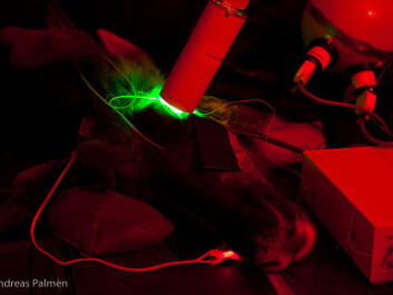 Reindeer light research: Reindeer were sedated before their eyes were stimulated to study why their eye colour changes. (Photo: Andreas Palmén) Reindeer light research: Reindeer were sedated before their eyes were stimulated to study why their eye colour changes. (Photo: Andreas Palmén)