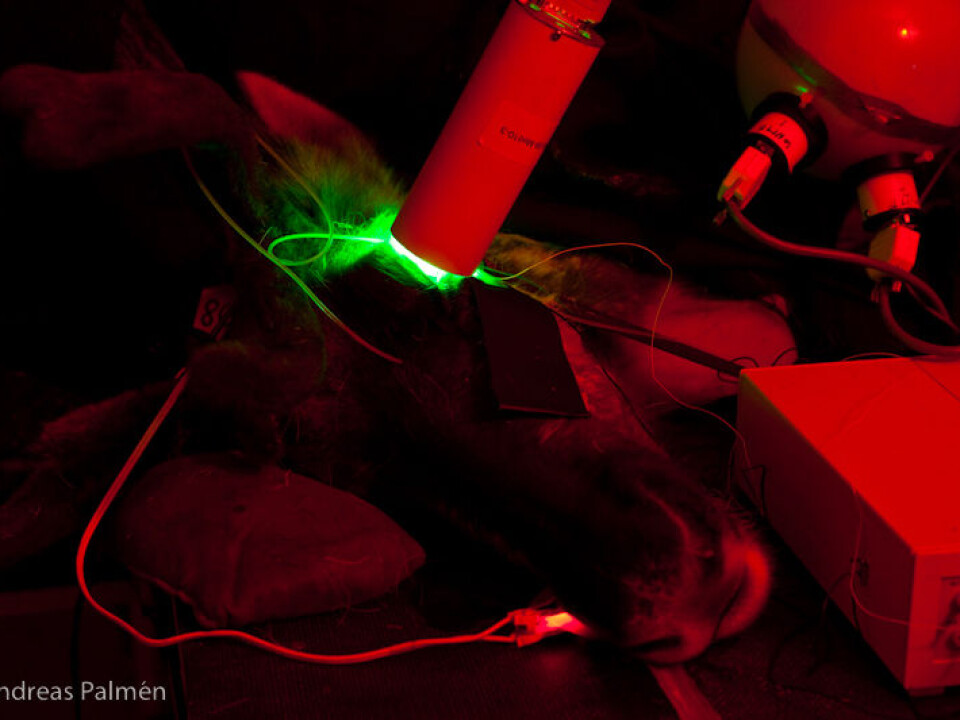 Reindeer light research: Reindeer were sedated before their eyes were stimulated to study why their eye colour changes. (Photo: Andreas Palmén)