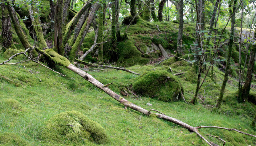 The global warming impact of burning wood from the forest on a 100-year time frame is much higher than previously estimated. (Photo: iStockphoto) The global warming impact of burning wood from the forest on a 100-year time frame is much higher than previously estimated. (Photo: iStockphoto)