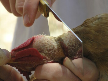 Shechita-style slaughter of a hen. (Photo: Wikimedia Commons/Yofial) Shechita-style slaughter of a hen. (Photo: Wikimedia Commons/Yofial)