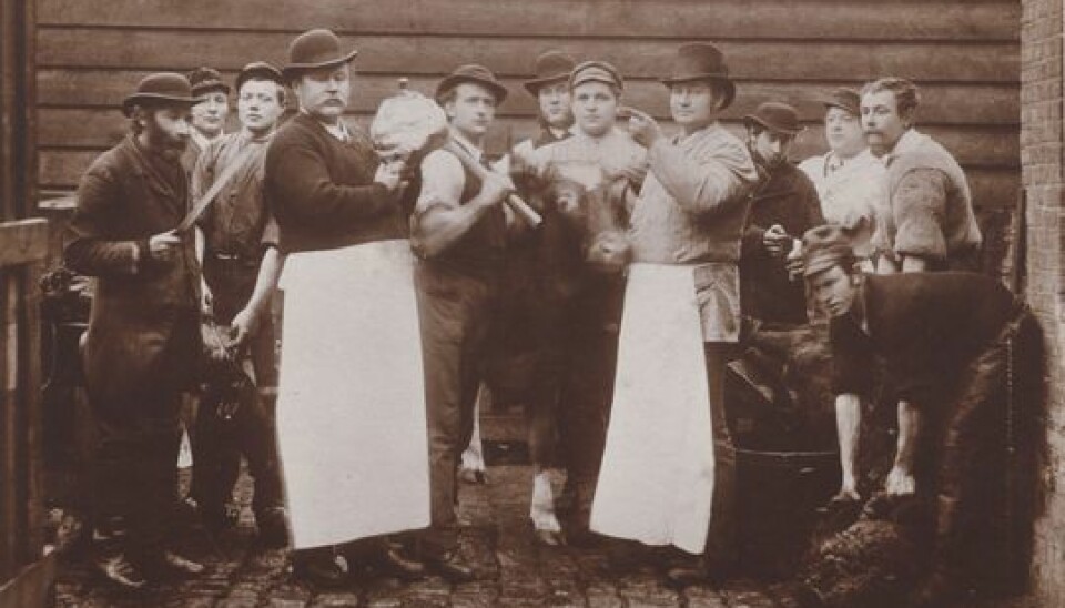 Danish butchers in the late 1800s. At the far left is a Jewish butcher named Cohn, with his characteristic knife, a chalif.  Shechita was considered humane and acceptable in Denmark. (Photo:Copenhagen Museum)