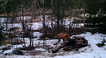 Wolves help support forest scavengers