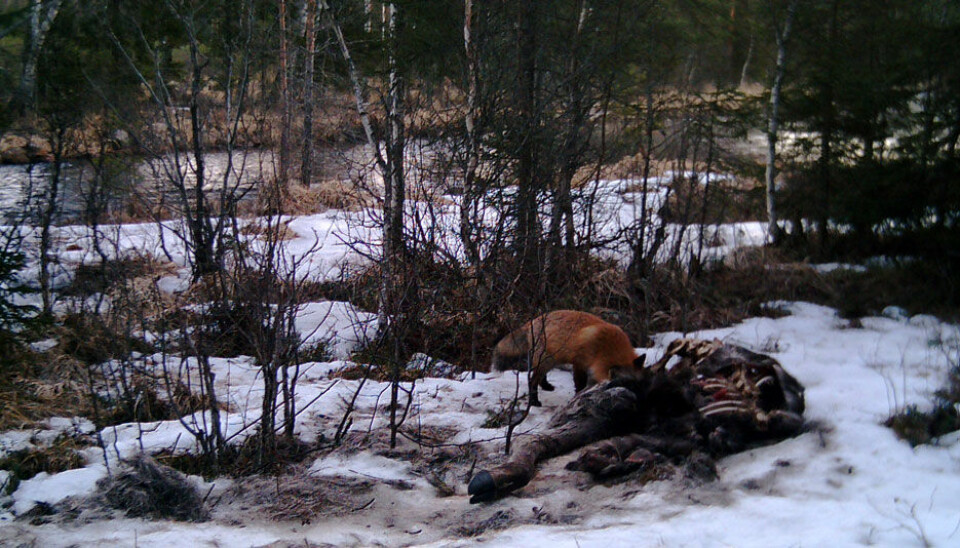 A fox feasts on the carcass of a moose – leftovers from a wolf kill. (Photo: Camilla Wikenros)