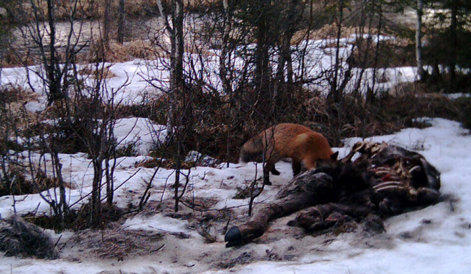 Wolves help support forest scavengers