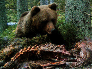 A bear has found a moose carcass left by a wolf. (Photo: Camilla Wikenros) A bear has found a moose carcass left by a wolf. (Photo: Camilla Wikenros)