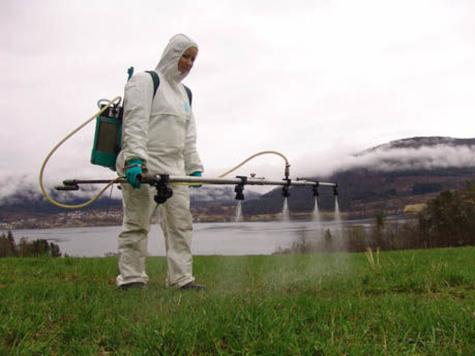 The field trials are carried out at Tingvoll in Møre og Romsdal, where the prevalence of tick is large, and loss rate for lambs is higher than other places in Norway. (Photo: Natasha Santanna Iwanicki, Bioforsk Plant Health)