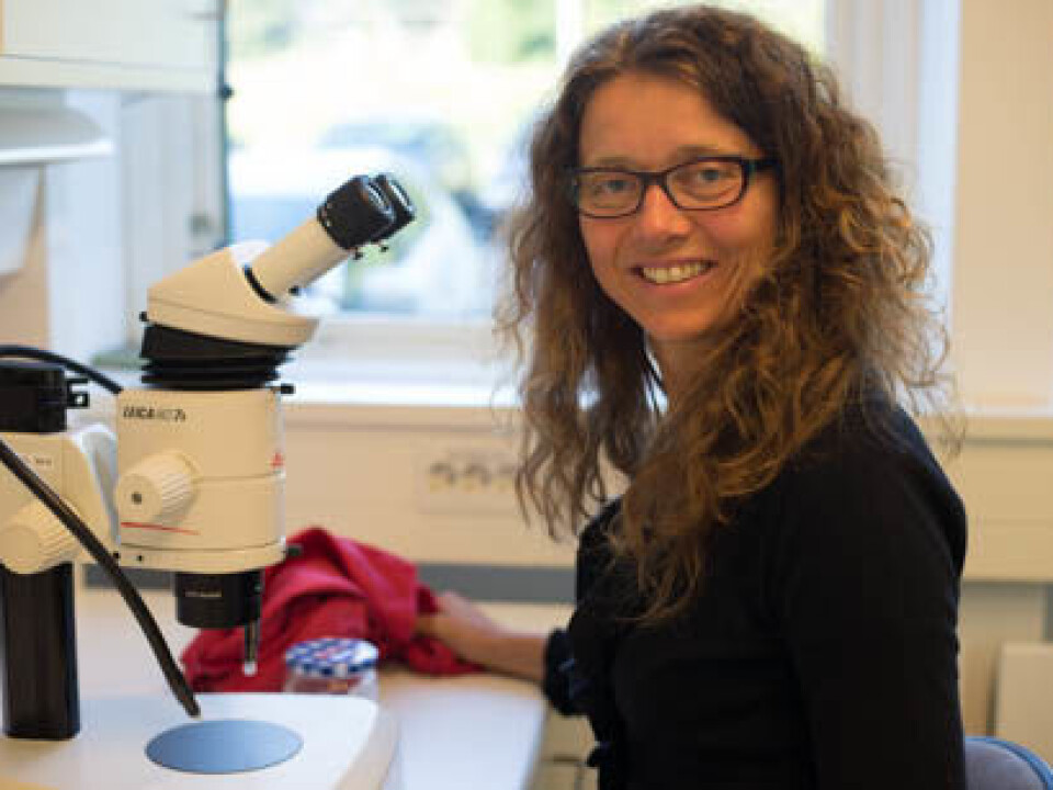 Ingeborg Klingen head of Section of Invertebrate Pests at Bioforsk Plant Health and Plant Protection Division. (Photo: Anette Tjomsland, Bioforsk)