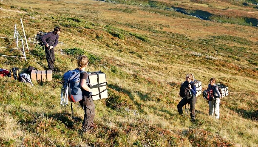 Students and researchers took several hundred little turf ecosystems and moved them to new sites. Each consisted of an average of 21 different plant species. (Photo: Vigdis Vandvik) Students and researchers took several hundred little turf ecosystems and moved them to new sites. Each consisted of an average of 21 different plant species. (Photo: Vigdis Vandvik)