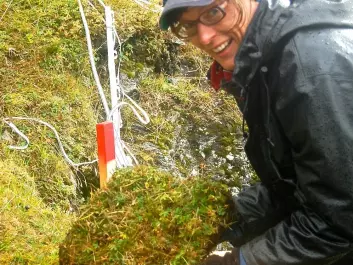 Professor Vigdis Vandvik of the University of Bergen’s Ecological & Environmental Change Research Group led the experiment on Norway’s west coast. She and her team selected spots where temperatures and average amounts of precipitation vary significantly. (Photo: Kari Klanderud)