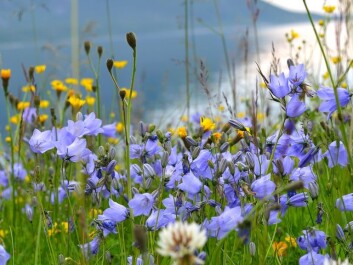 Most plants can’t expect young scientists to carry them from place to place – they have to spread by other means, using seeds. But a new and warmer climate could yield fewer new seed plants in the wild. They find it harder to compete with plants that have already established themselves. (Foto: Colourbox) Most plants can’t expect young scientists to carry them from place to place – they have to spread by other means, using seeds. But a new and warmer climate could yield fewer new seed plants in the wild. They find it harder to compete with plants that have already established themselves. (Foto: Colourbox)