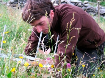 A student on his knees, measuring and counting what has happened to plants in the ecosystem, three years after being moved to a new site. (Photo: Vigdis Vandvik) A student on his knees, measuring and counting what has happened to plants in the ecosystem, three years after being moved to a new site. (Photo: Vigdis Vandvik)