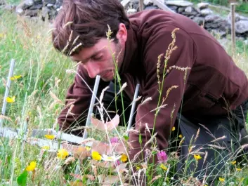 A student on his knees, measuring and counting what has happened to plants in the ecosystem, three years after being moved to a new site. (Photo: Vigdis Vandvik)