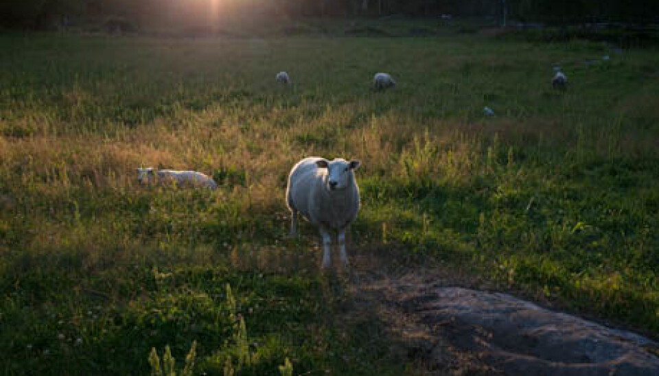 Tick-bites in sheep may cause the disease tick-borne fever (TBF), induced by the bacterium Anaplasma phagocytophilum (A.ph). TBF causes high fever and weakens the immune system. It is estimated that approximately 300,000 lambs are exposed to this bacteria each year. (Photo: Anette Tjomsland)