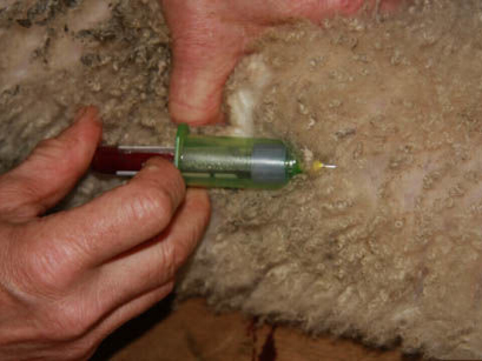 Blood tests show that almost all the lambs are infected during the season in tick infested areas. (Photo: Anita Land)