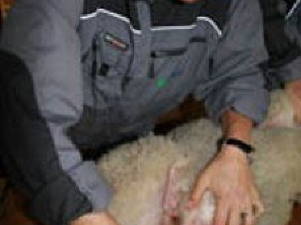 Tick researcher Lise Grøva counts ticks on lamb. (Photo Anita Land)