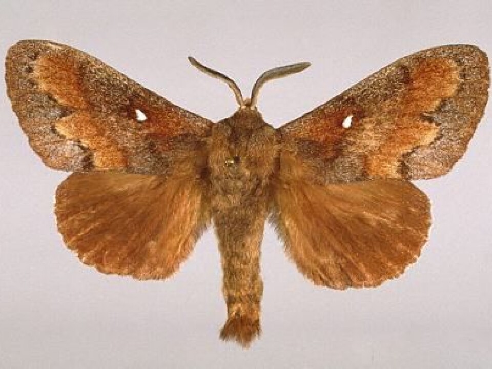 Pine tree lappet. (Photo: The Norwegian Forest and Landscape Institute)