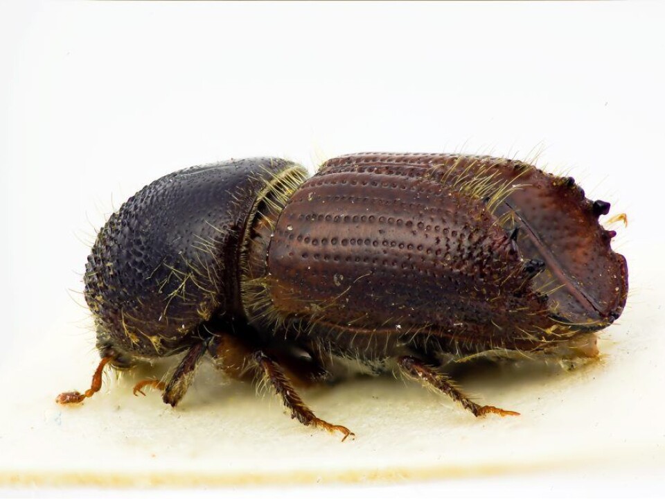 The spruce bark beetle. (Photo: The Norwegian Forest and Landscape Institute)