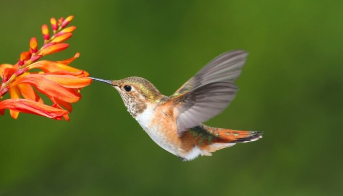 Hummingbirds can fly with almost no oxygen