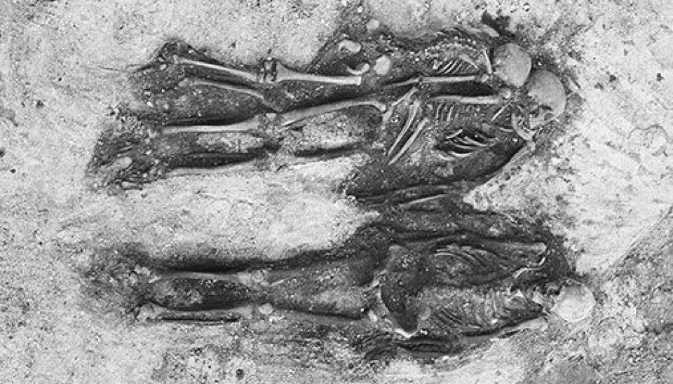 In 1975, three intact skeletons from the Iron Age were found on the Tommeide farm in Tomma. Naumann interprets this as a family grave. - Despite possible kinship between them, probably as members of the same household, the child nevertheless had a diet that was different from that of the two adults during the last years of their lives. (Photo: Annica Thomsson)