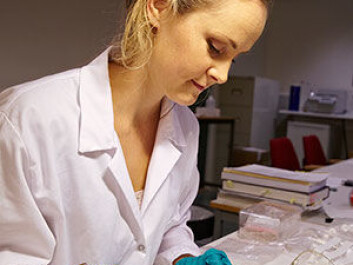 Elise Naumann investigates the skeletal remains of people who lived during the Iron Age. (Photo: Anne Stalsberg, NTNU Vitenskapsmuseet) Elise Naumann investigates the skeletal remains of people who lived during the Iron Age. (Photo: Anne Stalsberg, NTNU Vitenskapsmuseet)