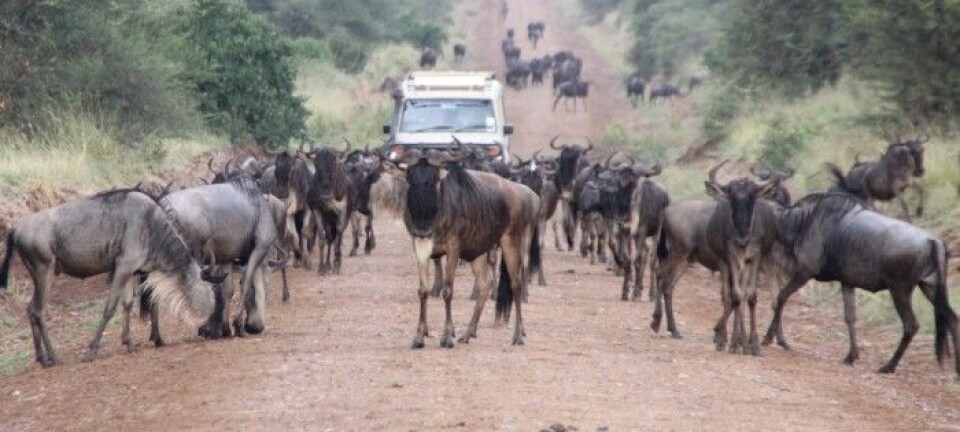 Tanzanian parks need bigger buffers