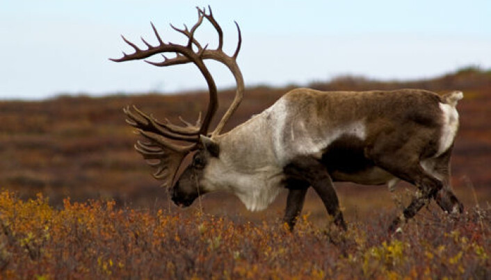 Reindeer mating – when it's good to be fat