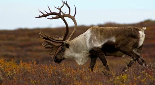 Reindeer genes show clear influence from last Ice Age