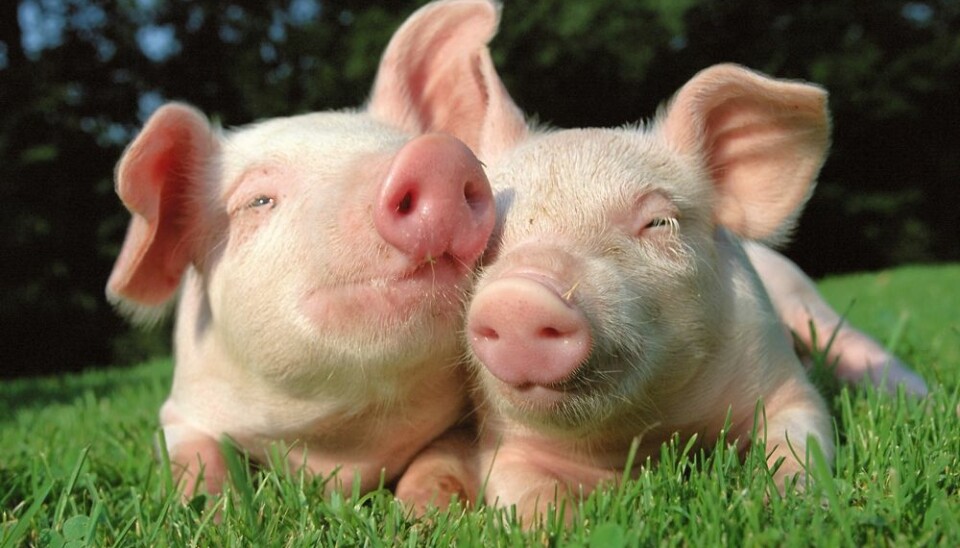 Pigs need to be part of a herd – or drove – to be happy. (Photo: Colorbox)