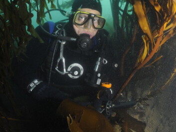 Jørgen Berge in a kelp forest at Svalbard. (Photo: Geir Johnsen, NTNU/UNIS) Jørgen Berge in a kelp forest at Svalbard. (Photo: Geir Johnsen, NTNU/UNIS)