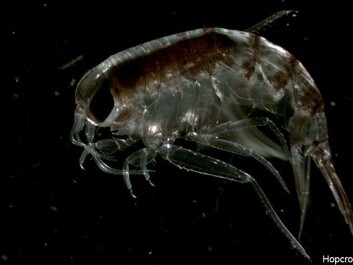 The amphipod Themisto libellula is a common type of zooplankton that is important in the arctic food chain. (Photo: Arctic Ocean Biodiversity) The amphipod Themisto libellula is a common type of zooplankton that is important in the arctic food chain. (Photo: Arctic Ocean Biodiversity)
