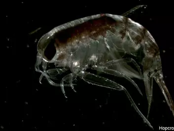 The amphipod Themisto libellula is a common type of zooplankton that is important in the arctic food chain. (Photo: Arctic Ocean Biodiversity)