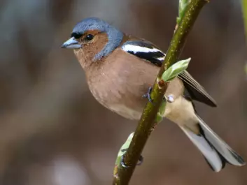 The chaffinch [Fringilla coelebs] is one of the birds that can be predictably located with the aid of airborne scanner data. (Photo: Colourbox)