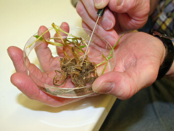 These grass roots have been damaged by a hookworm attack. This nematode causes plants to create root knots that can house thousands of hookworms in various stages of development. (Photo: Asle Rønning) These grass roots have been damaged by a hookworm attack. This nematode causes plants to create root knots that can house thousands of hookworms in various stages of development. (Photo: Asle Rønning)